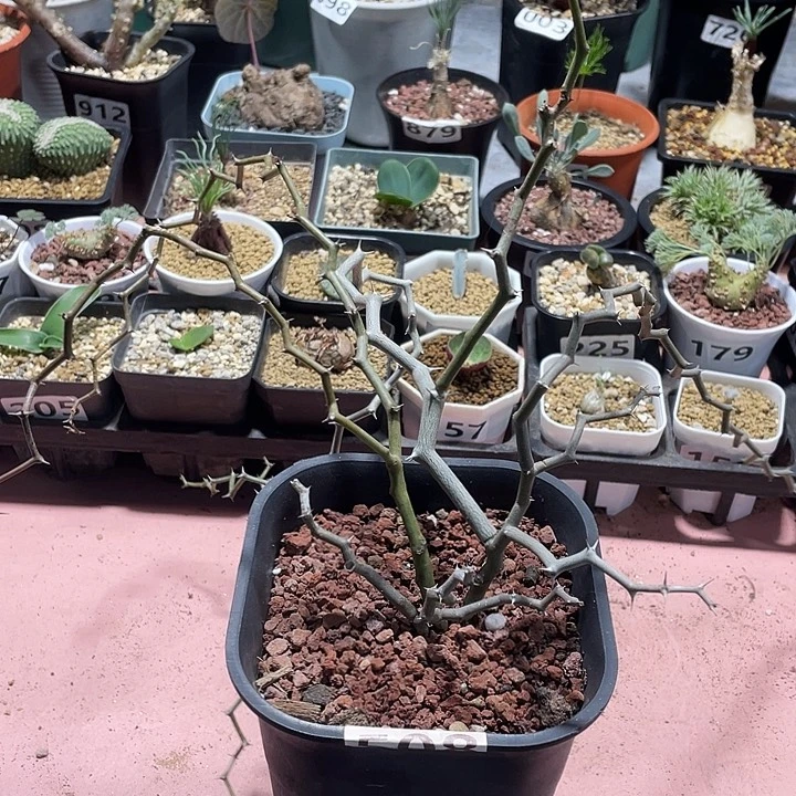 508大弯曲龙块根植物