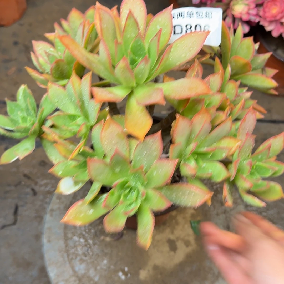 806红法师法师多肉