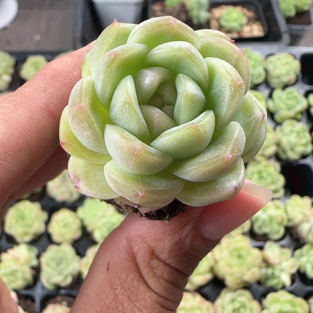扶摇 大单头