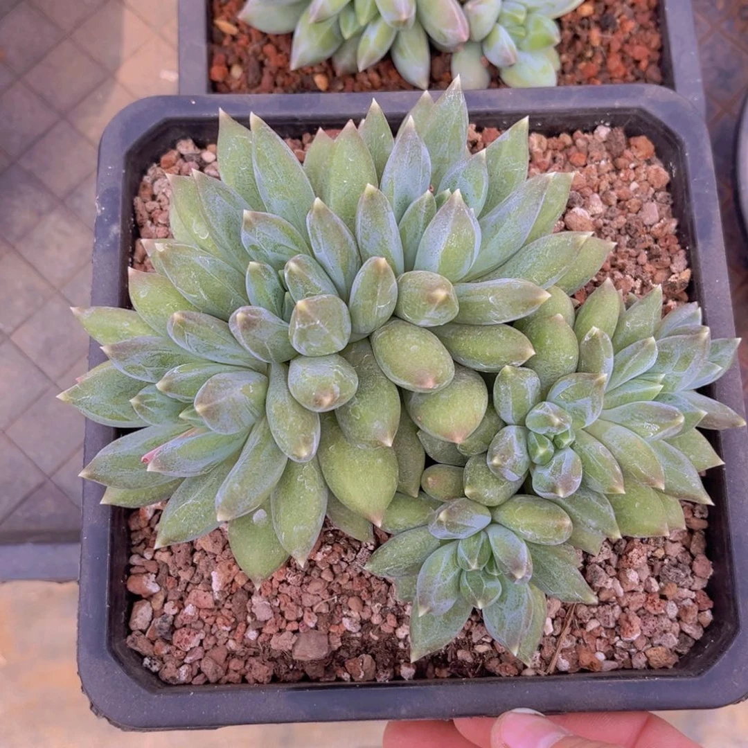 多肉植物的繁殖方式