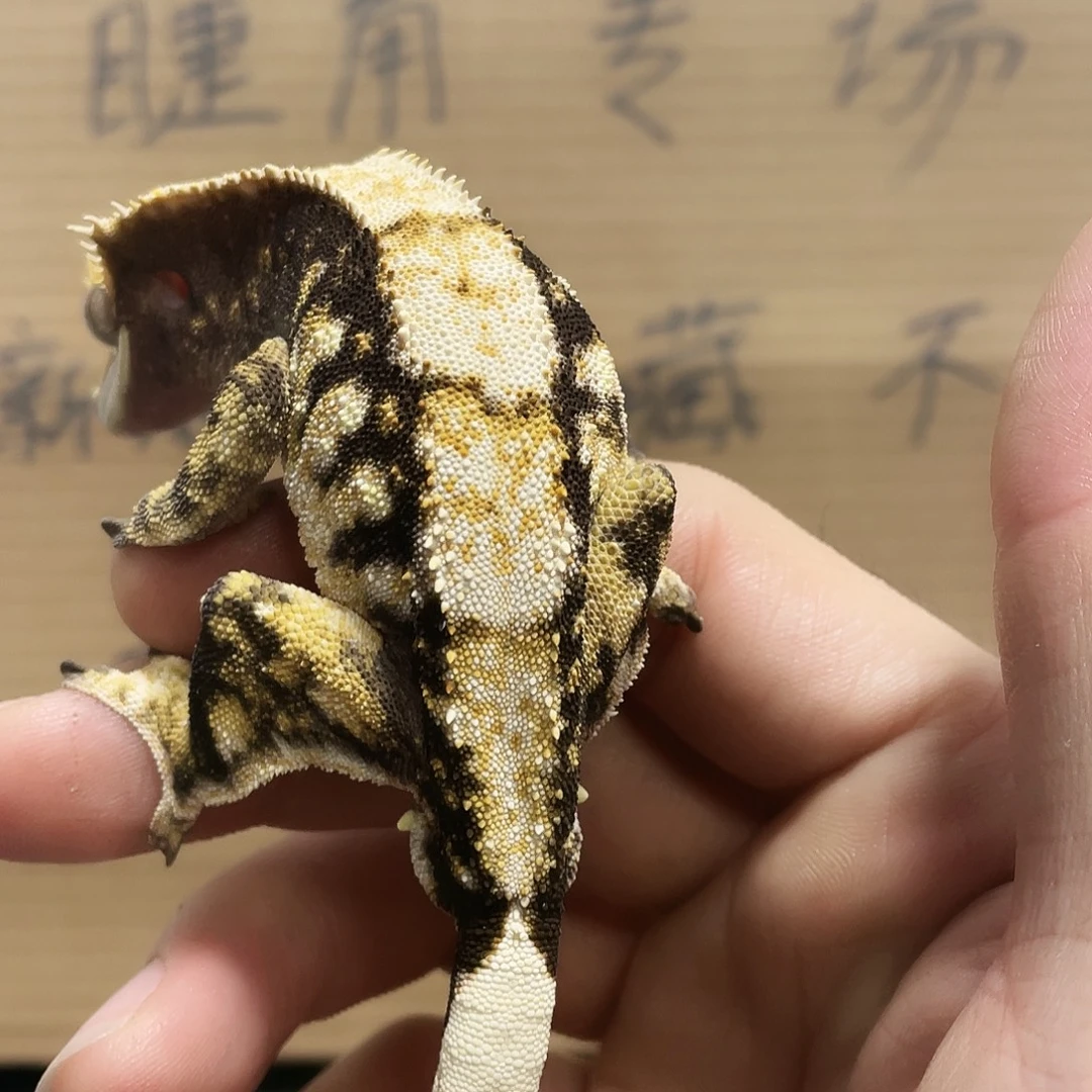 睫角守宫2025122（47）睫角