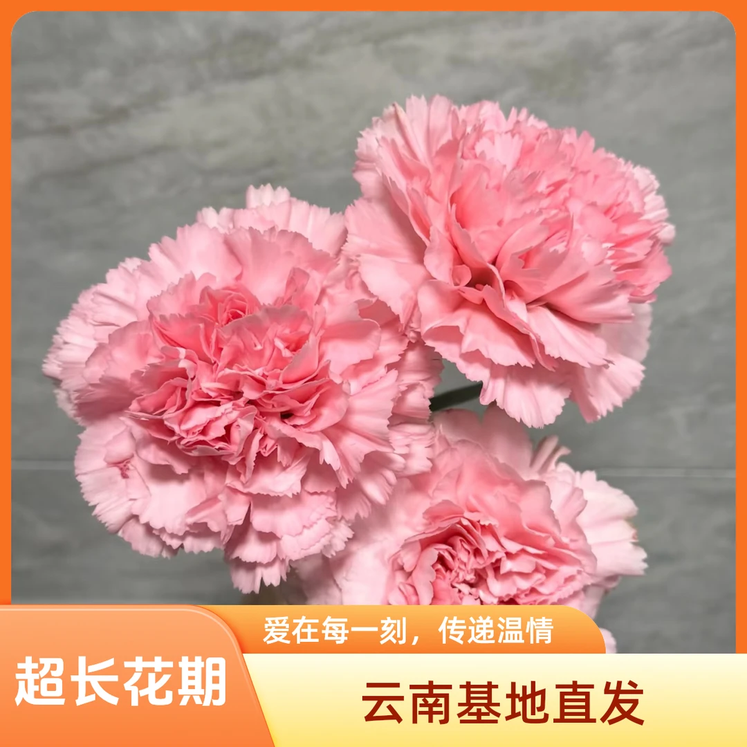 【康乃馨】鲜花母亲节限定花材云南生活鲜花基地直发超长花期