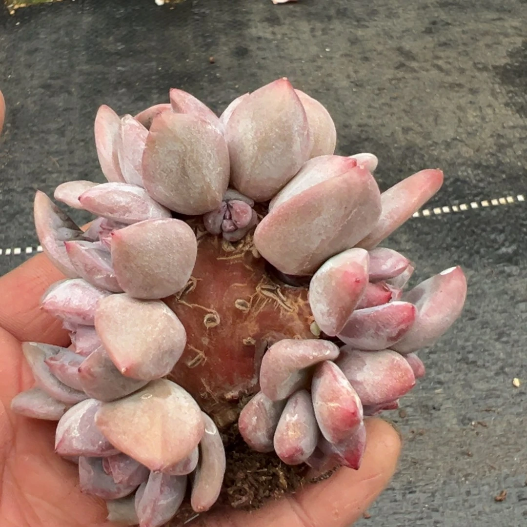 爱***荷精品多肉一物一拍