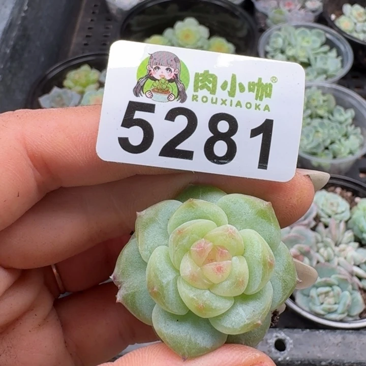 微****多肉植物多肉植物