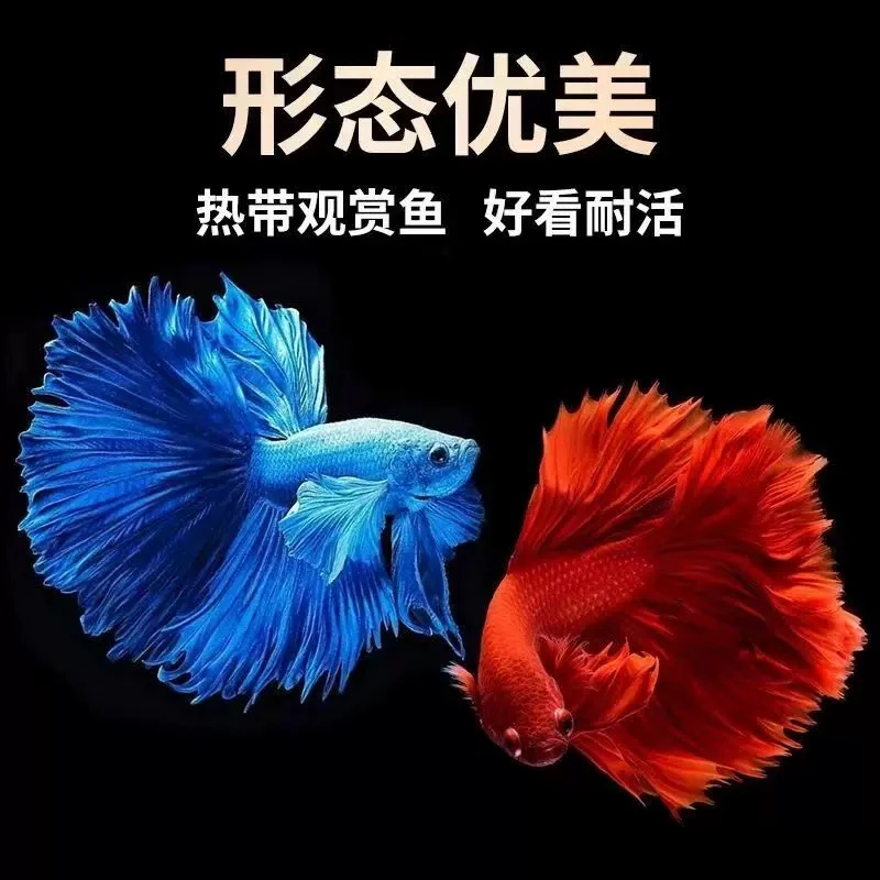 新疆包邮赛级斗鱼热带观赏鱼半月型好养耐活免打氧气小宠物