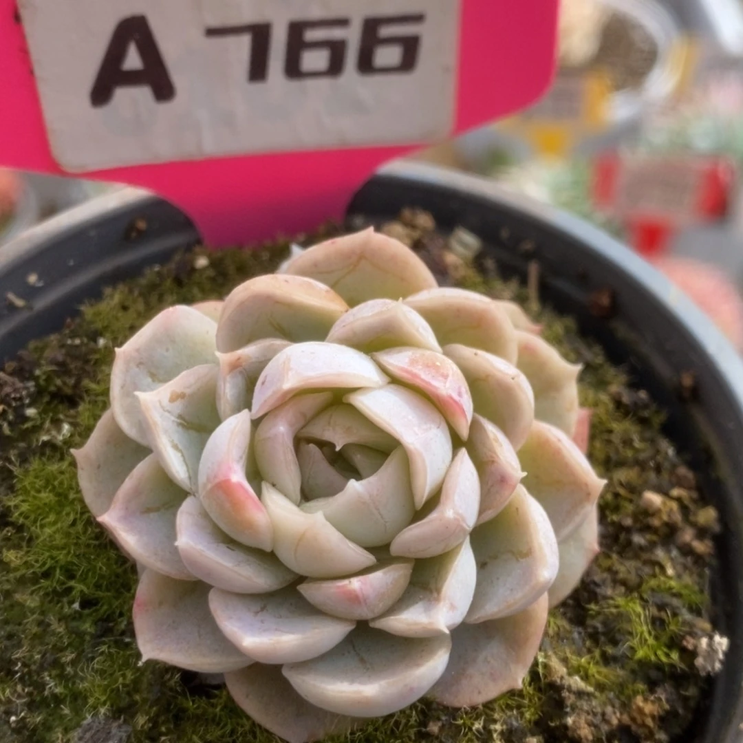 766雪球锦锦锦锦锦锦锦