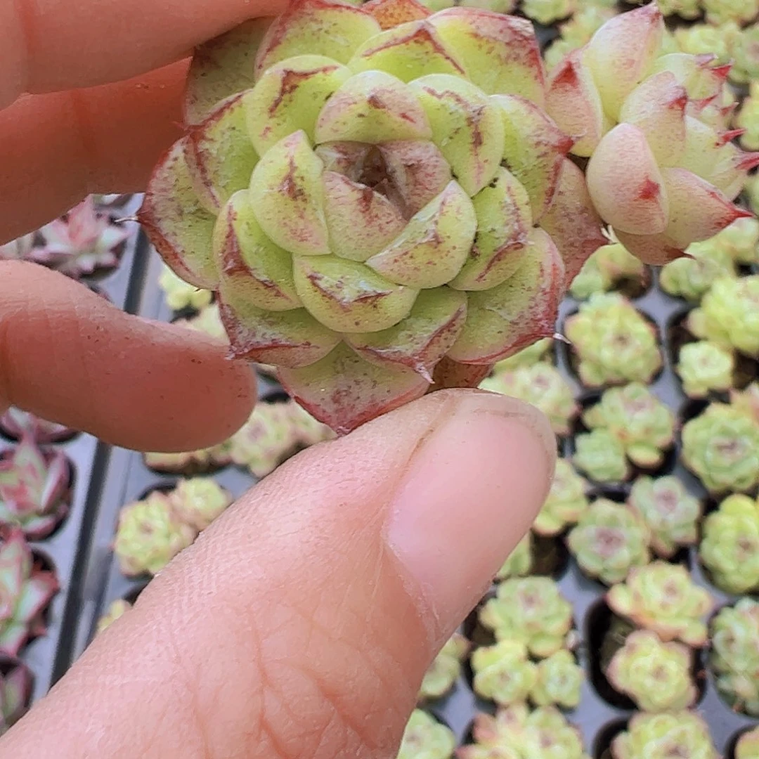 穴盘赤水晶3颗19包邮