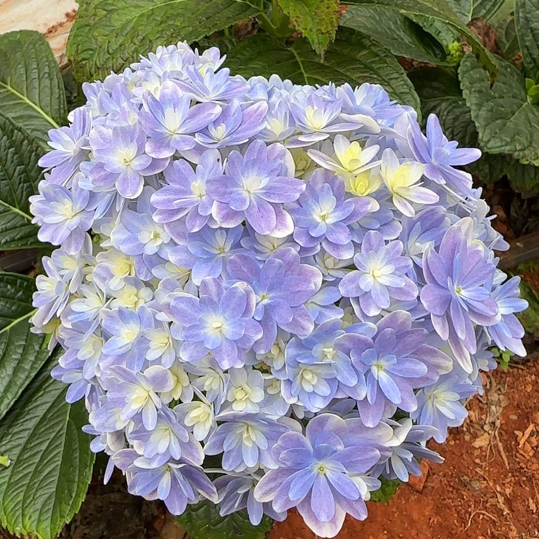 绣球切花一物一拍3枝起包邮，77