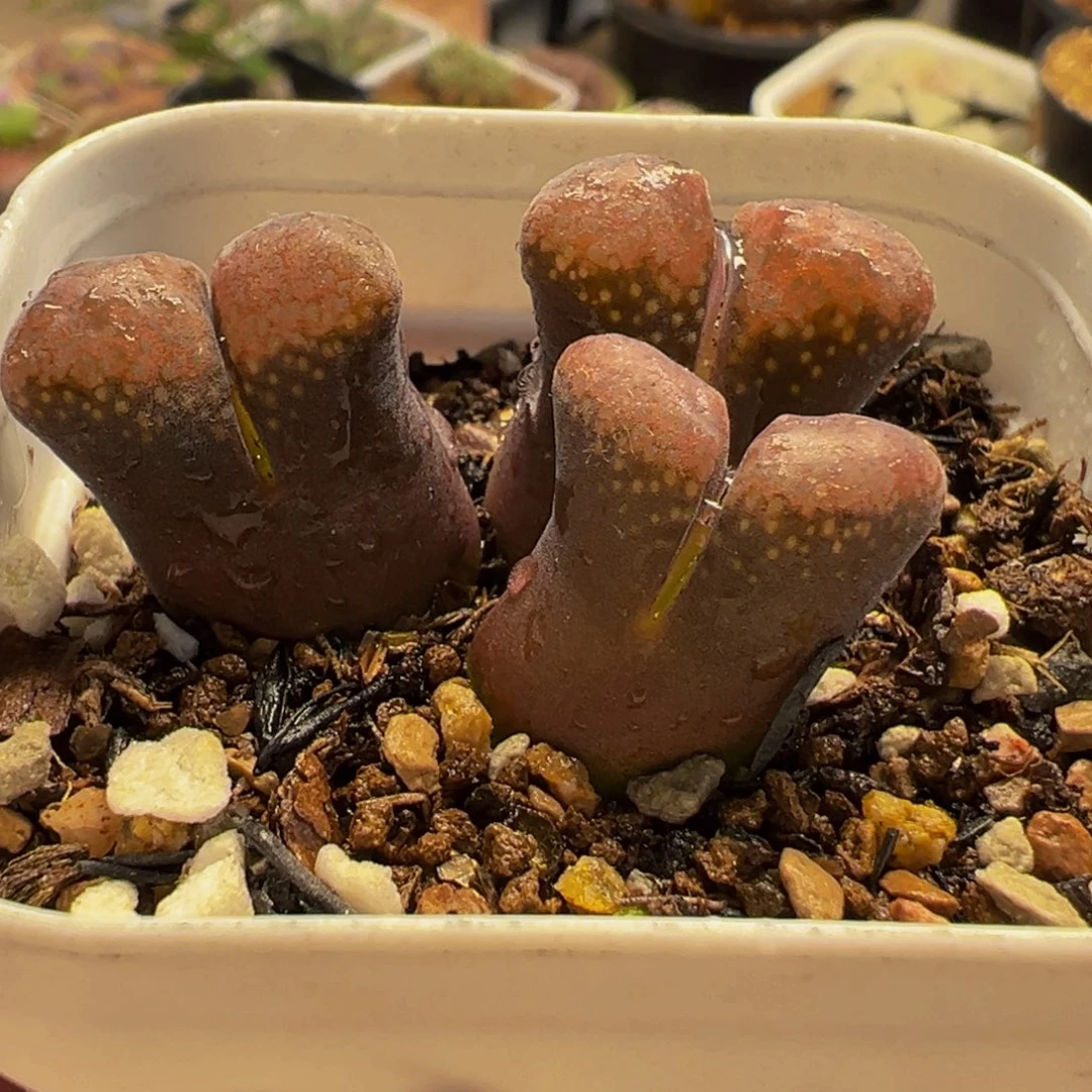 852多肉植物种类多样