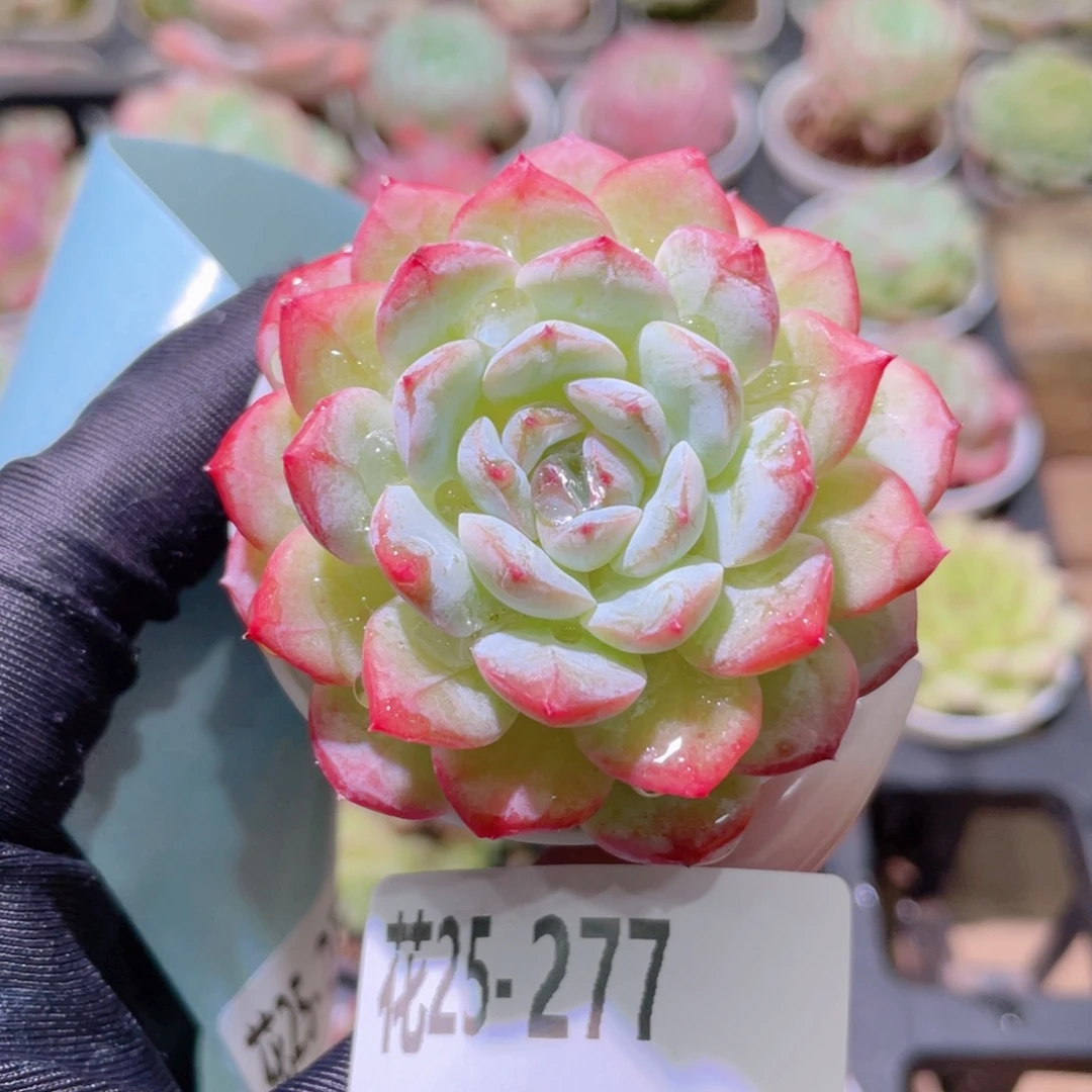 花利美25-277雪颜玉