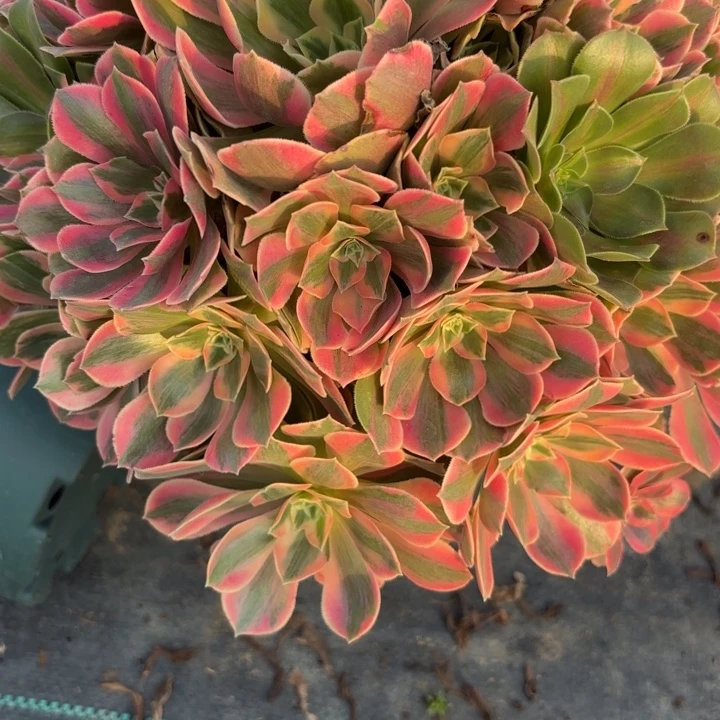 坚***果女妖多肉不包损41