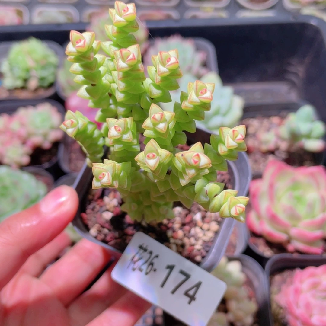 花利美26-174小米星