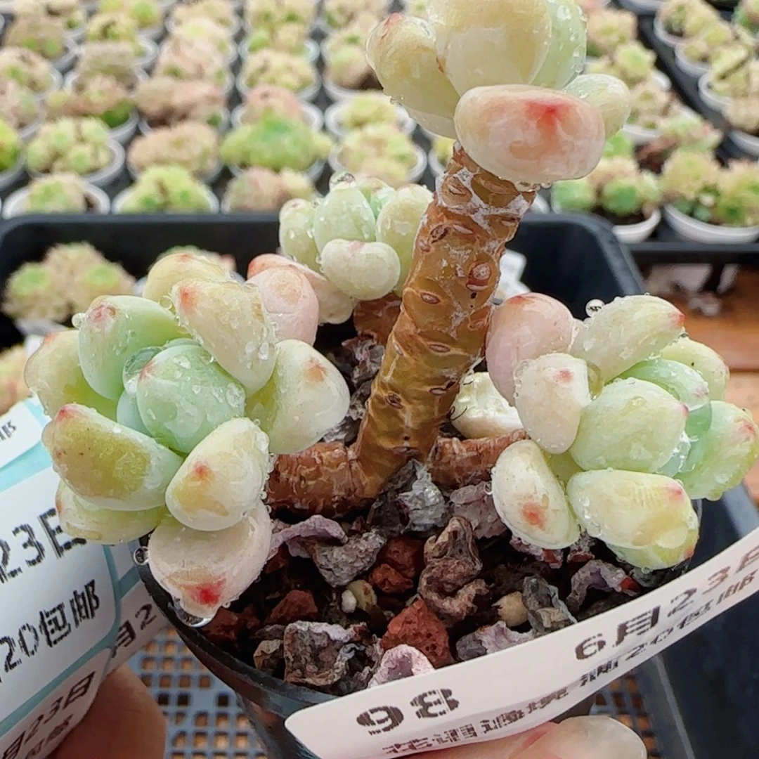 花语逸镜0623-98罗琦