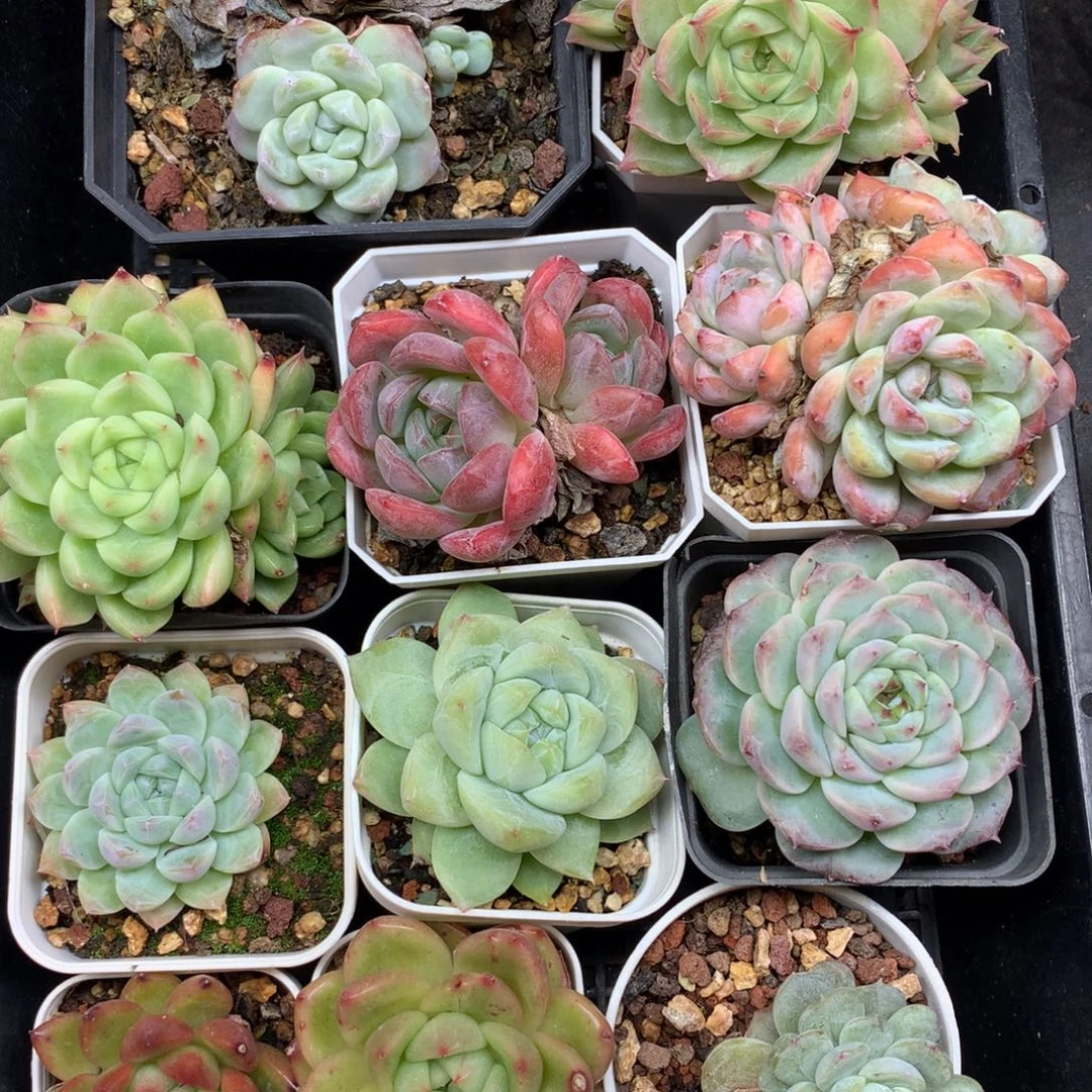 1111-100 套餐一组