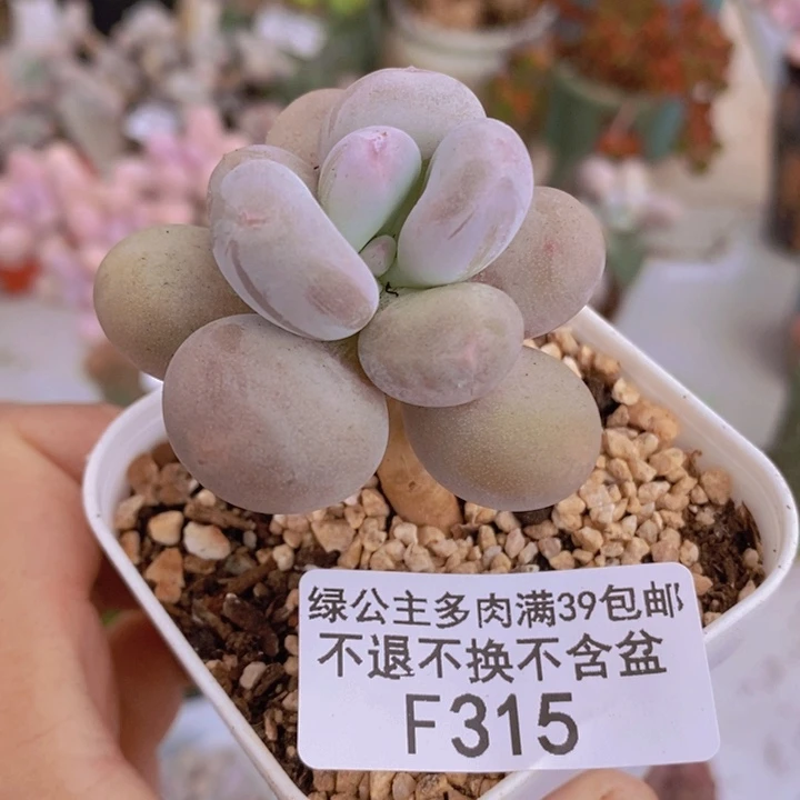 橙雪球单头315多肉植物