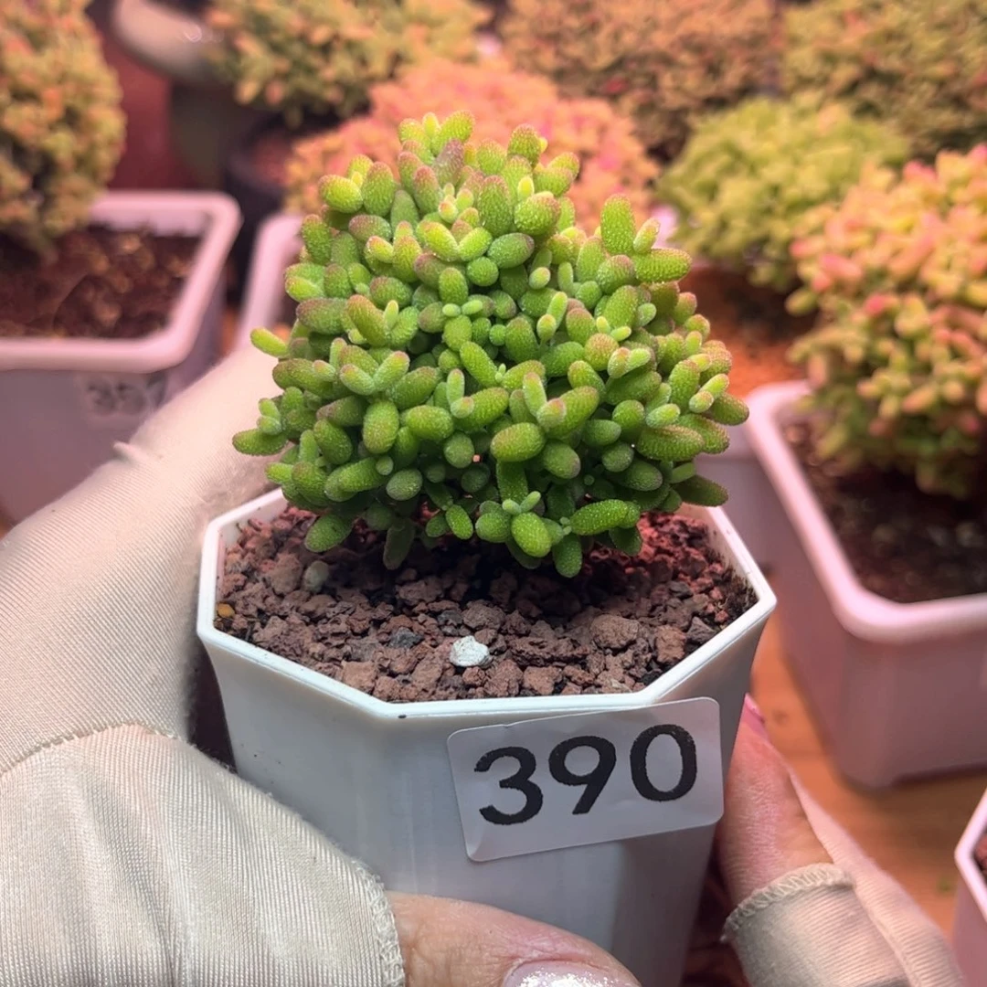 390蜜桔可爱多肉植物