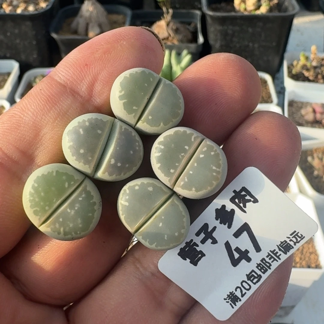 橄榄。