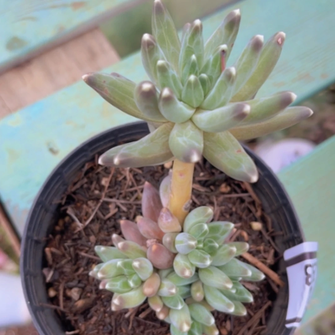 【闪购商品】乌拉克拉2928