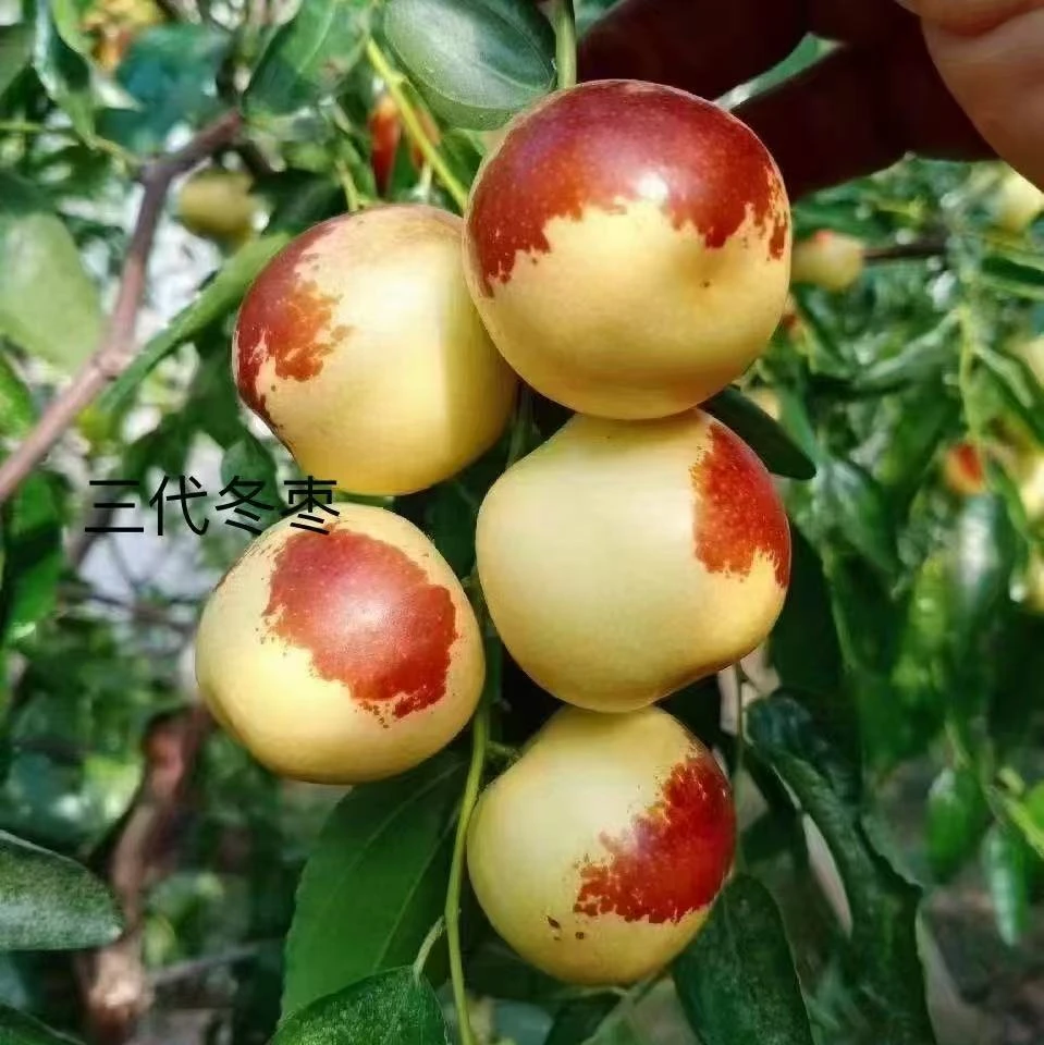 【三代冬枣营养杯苗1棵】产地现挖现发