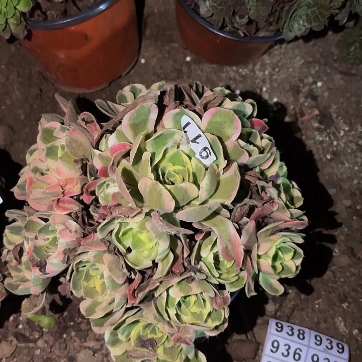 911妖月多肉植物不售后