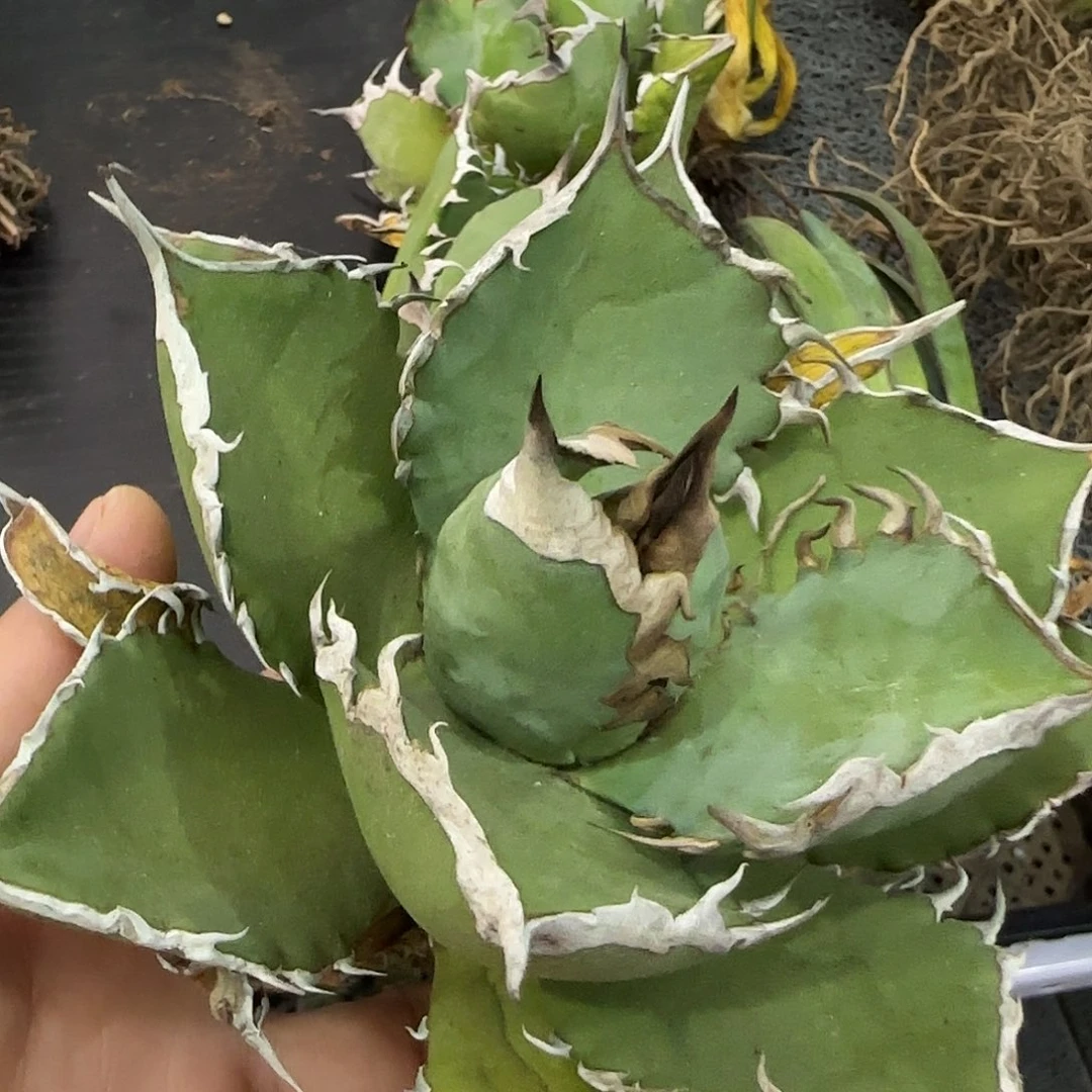 菩提龙舌兰11111111111