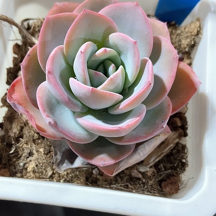 多肉植物布鲁兰1007