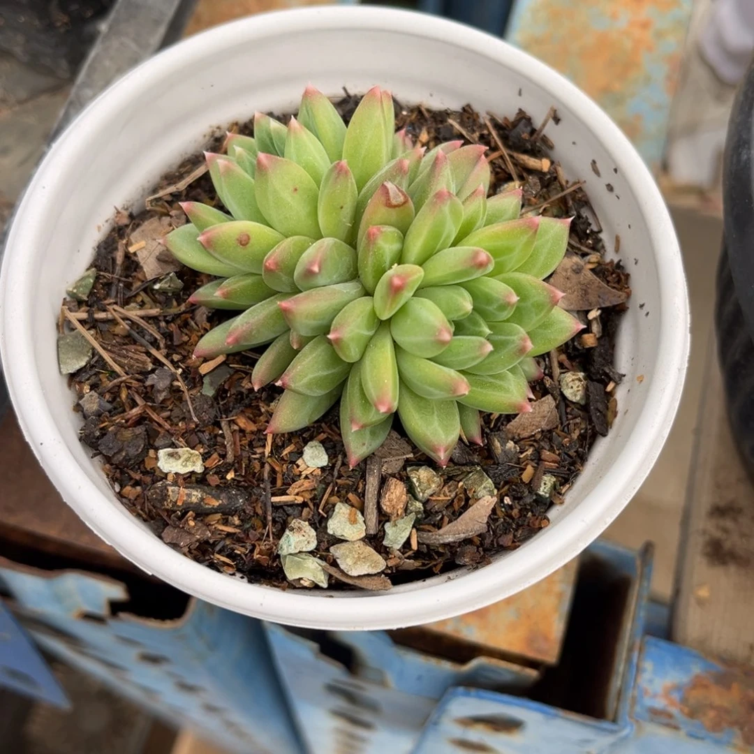 多肉植物多肉植物
