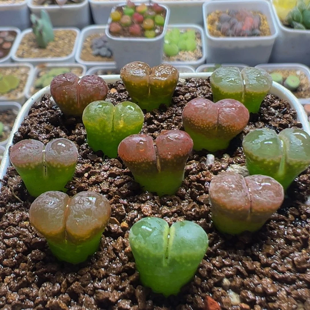 51多肉植物百科知识