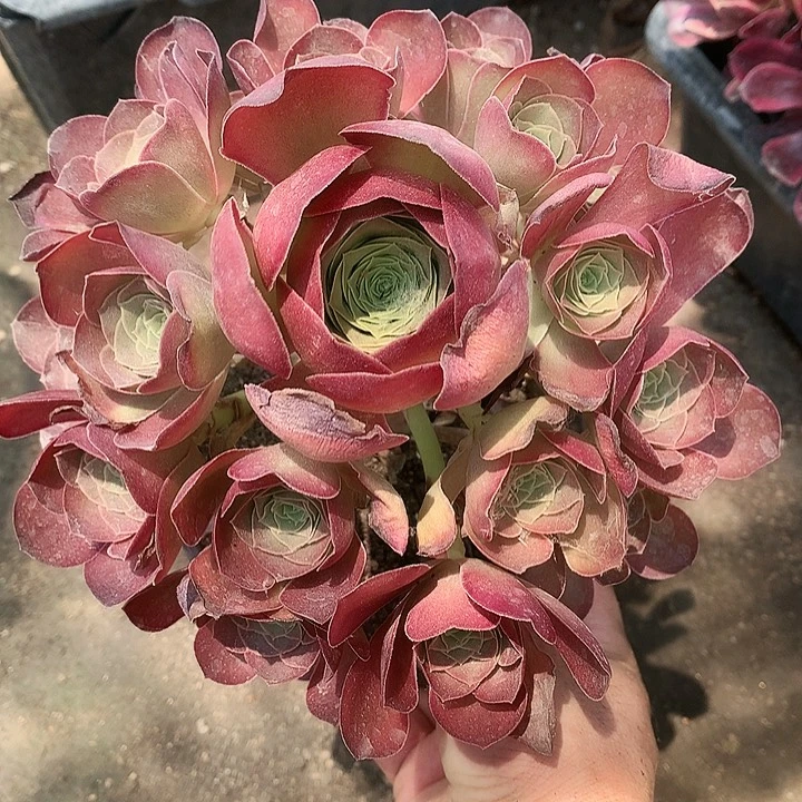 775魅金玫瑰多肉植物