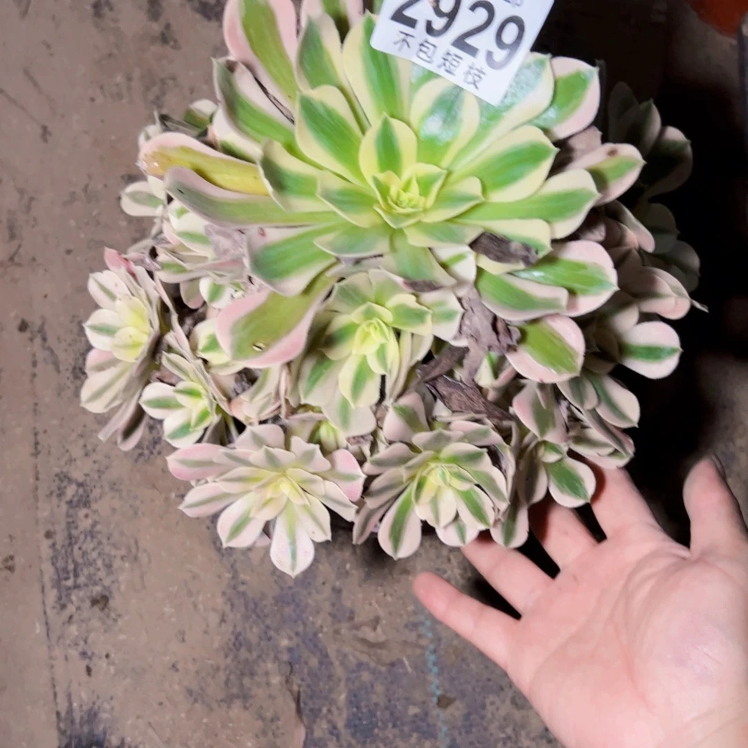 粉女巫多肉植物2929