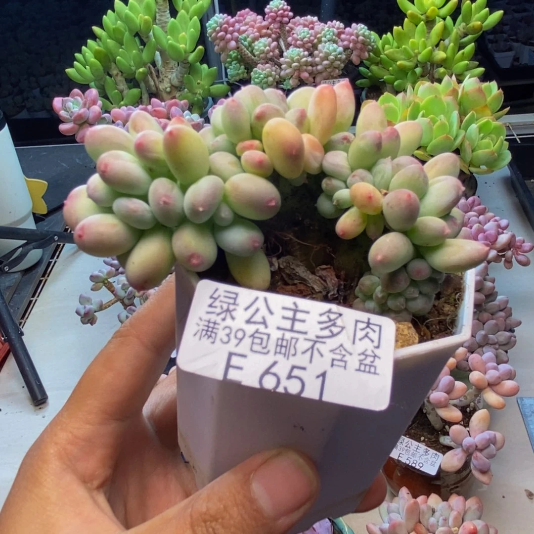 651苹果奶四代缀多肉7c m