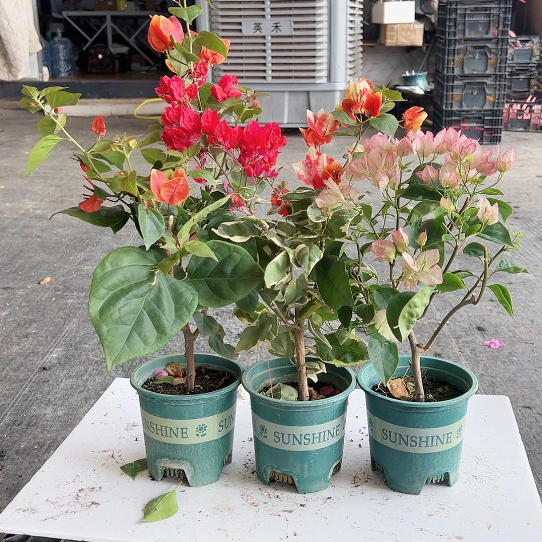 大部分花苞少量开放娜吒，孟加拉红，五宝组合