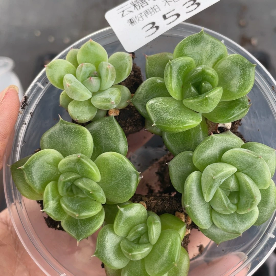 云糖心多肉植物353