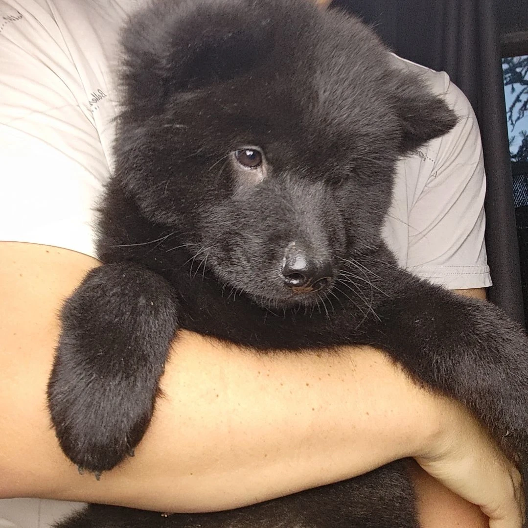 专属定制款五黑犬
