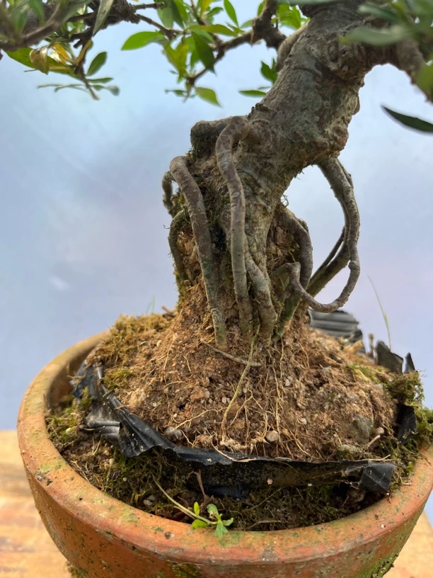 提根悬崖造型栀子花室内客厅阳台开花植物