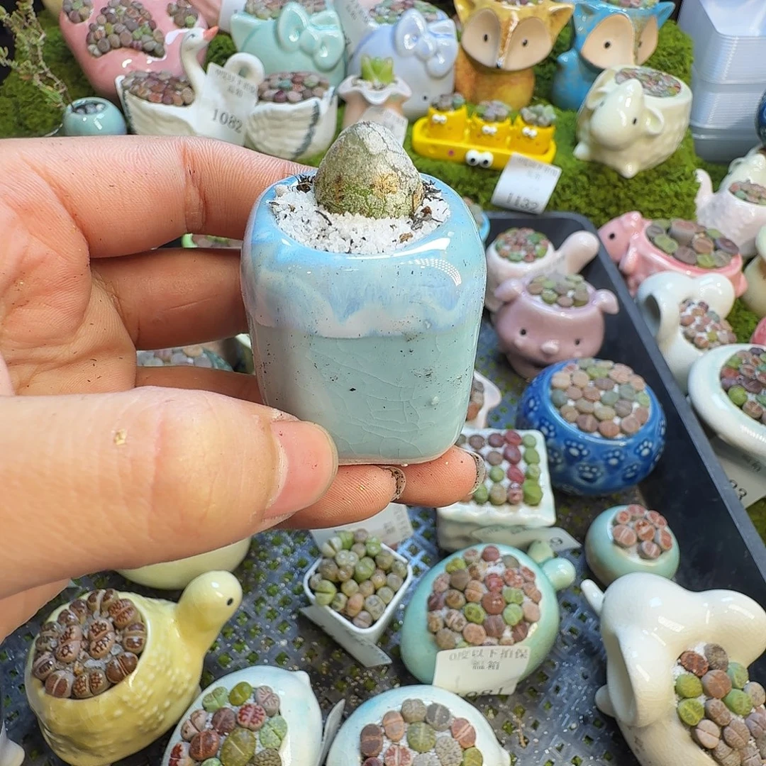 多肉植物和植物的生长1152