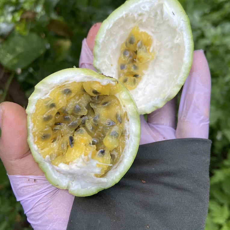 云南钦蜜9号百香果新鲜现摘当季水果