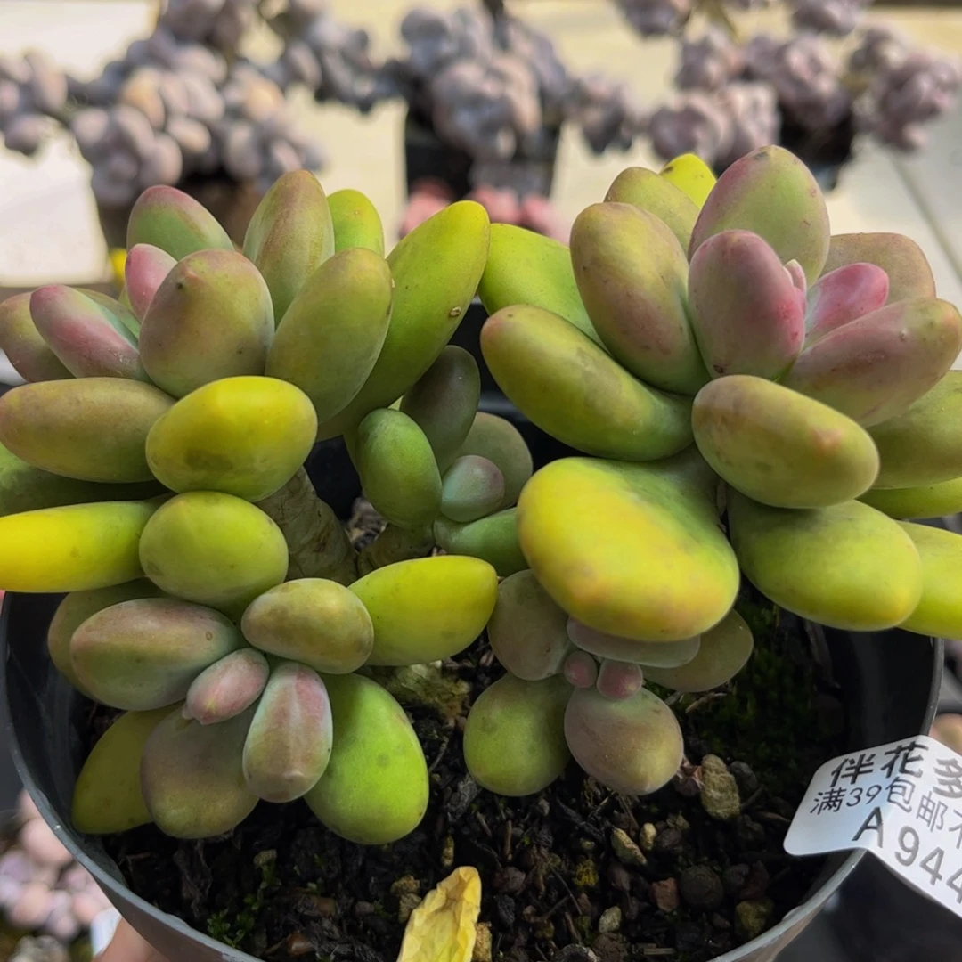 944/13cm芒果奶多肉植物