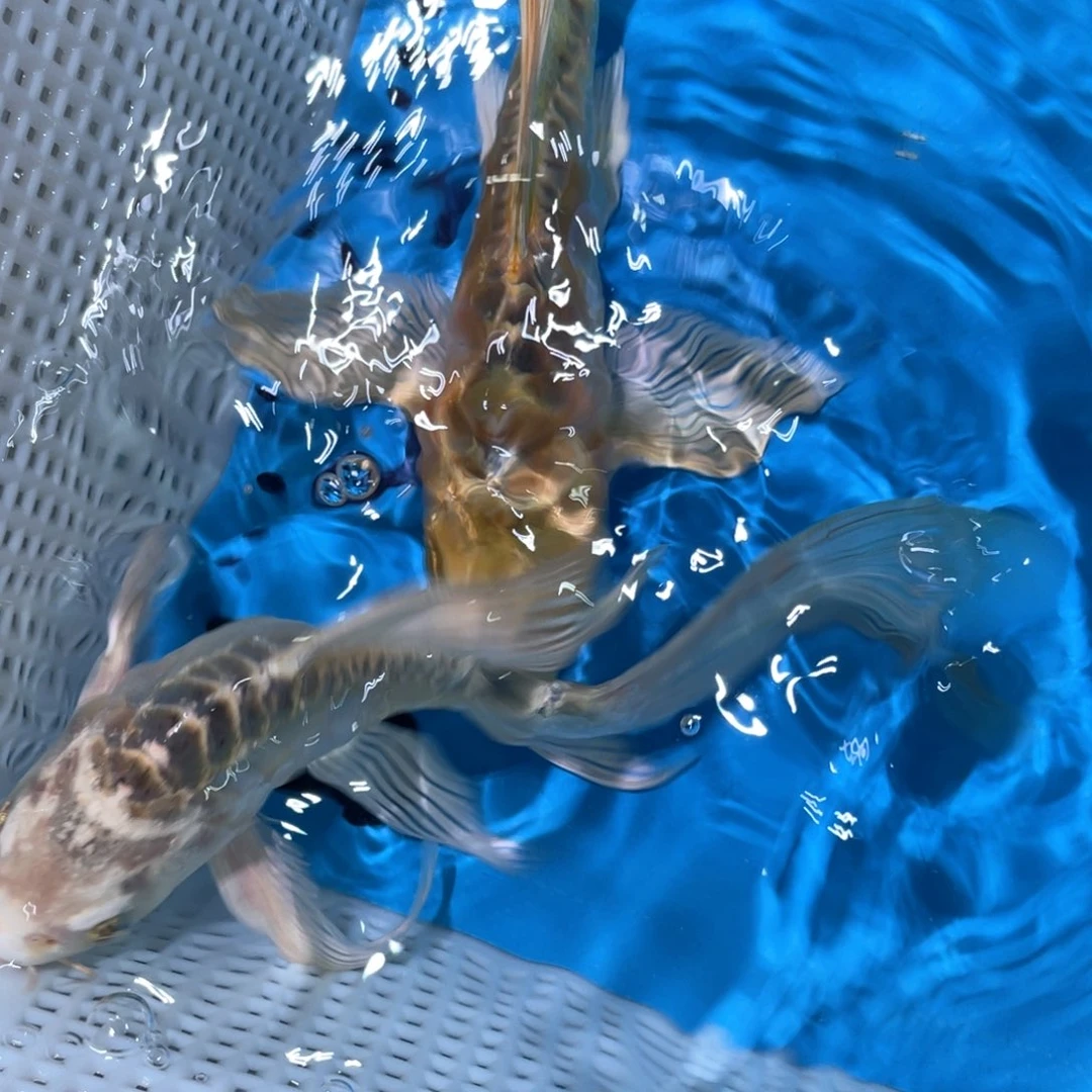 锦鲤蝴蝶鲤鱼锦鲤包邮y