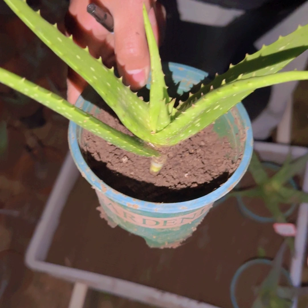 石**小块根植物块根植物