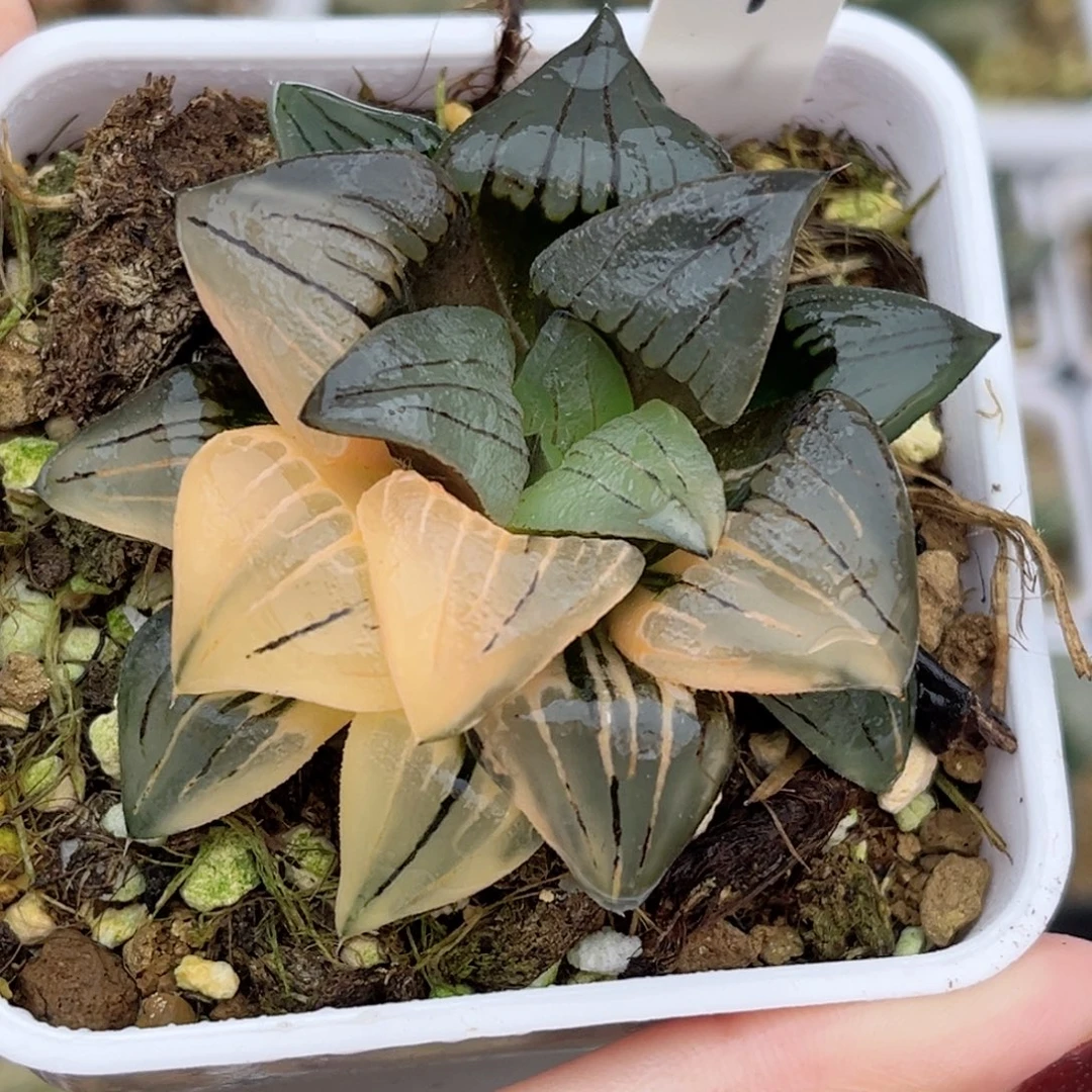 4红纹寿锦福利专场