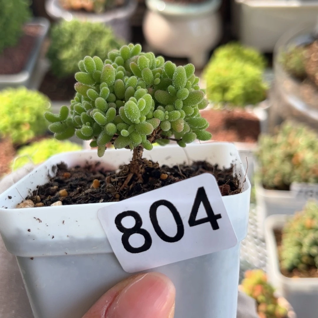 804蜜桔可爱多肉植物