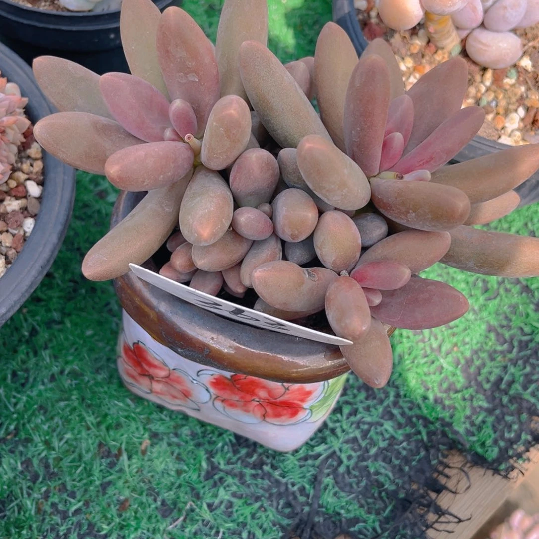 小*豆363ffgghhjjjkkkkk