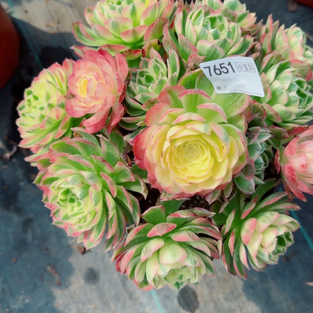 7****）7651海王多肉多肉