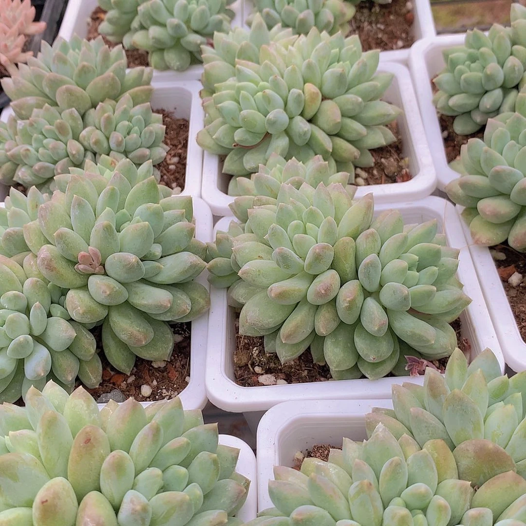 七彩奶糖23567788990909