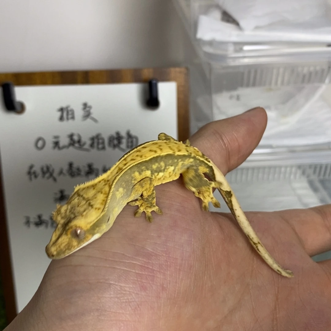 睫角守宫奶油墙870000