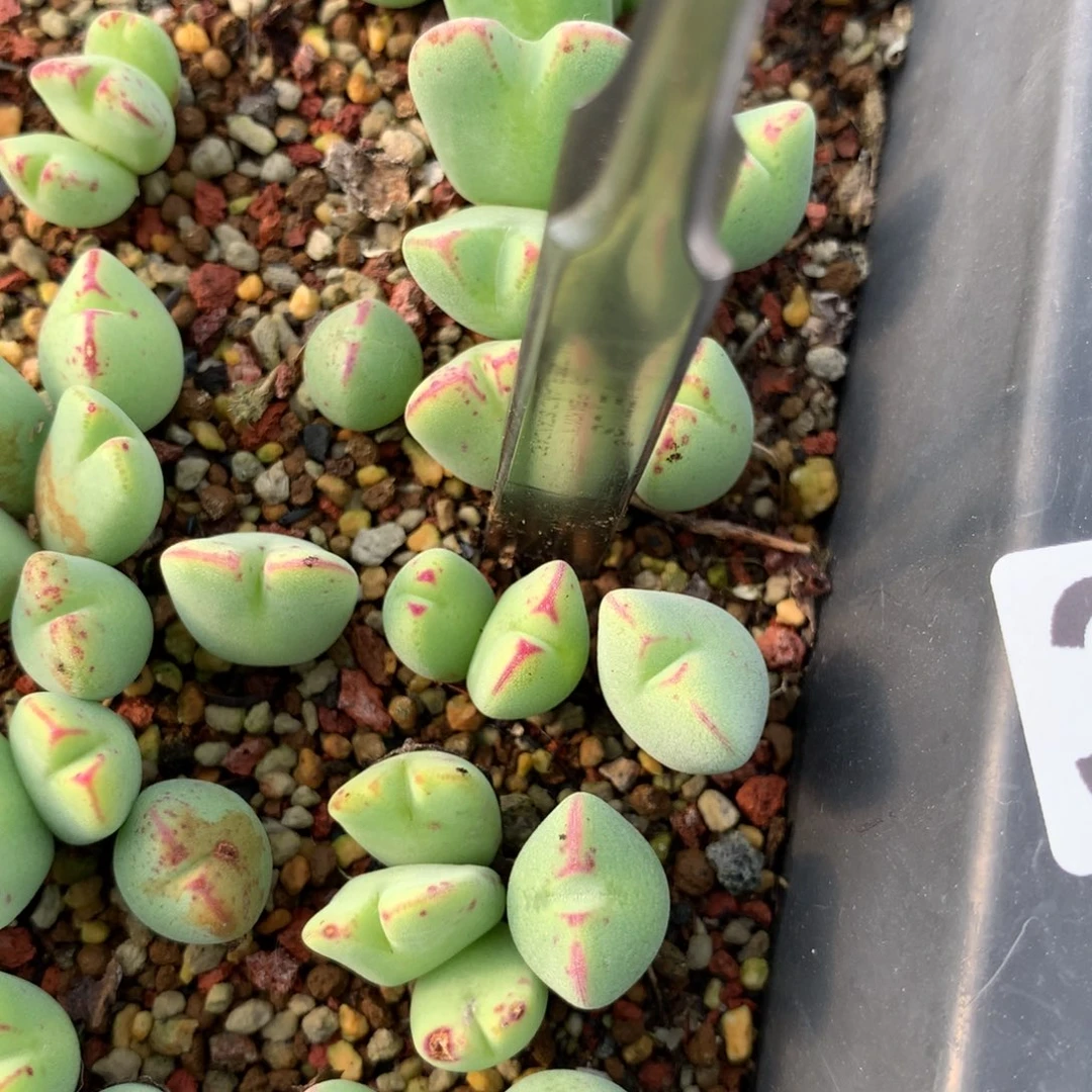 398号毛少将母本一颗双头