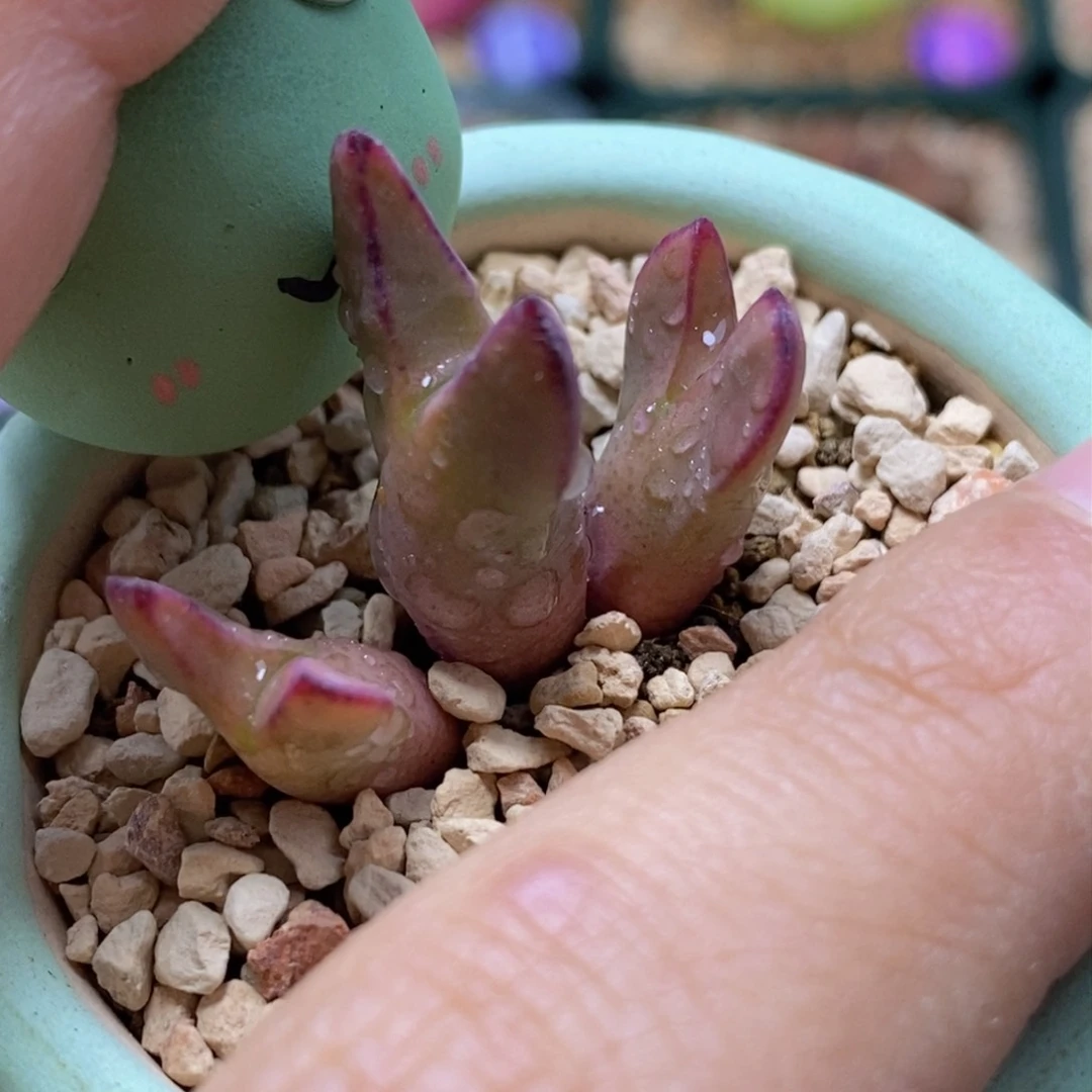 0439.三头紫色将不带盆