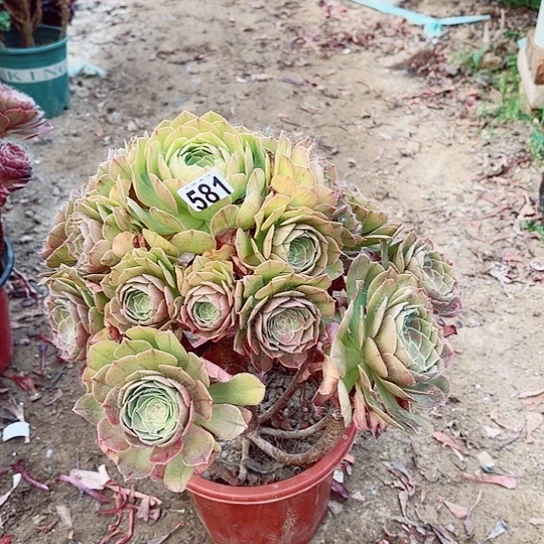 581柠檬沙拉碗老桩法师