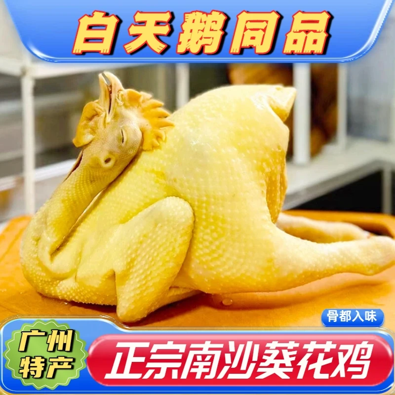 【生鸡1只】著名南沙葵花鸡 【走地葵花鸡 区别看详情顶头】